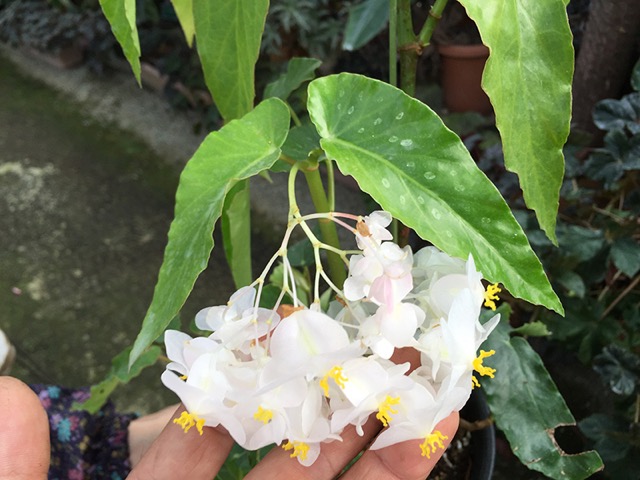 B. ‘White Crystal’